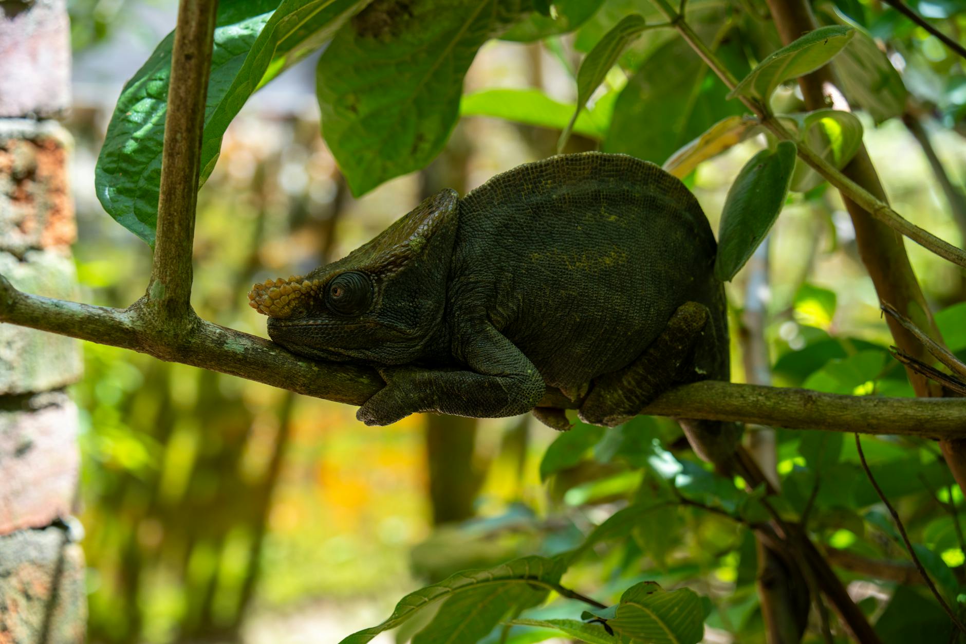 Kameleon Parsonsa na gałęzi w zielonej dżungli Madagaskaru